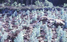 Plantação de eucaliptos no vale da Ribeira da Fonte Santa (Alcobaça). Notar a degradação da vertente em resultado da despedrega (Foto J. A. Crispim, 2001).