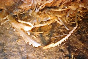 Helictites denteadas na Gruta de Sonora @ JACrispim - CeGUL-SPE, 2009 Helictites denteadas na Gruta de Sonora @ JACrispim - CeGUL-SPE, 2009
