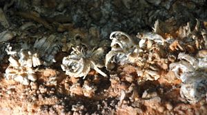 Flores de gesso na Mammoth Cave @ JACrispim CeGUL-SPE, 2009